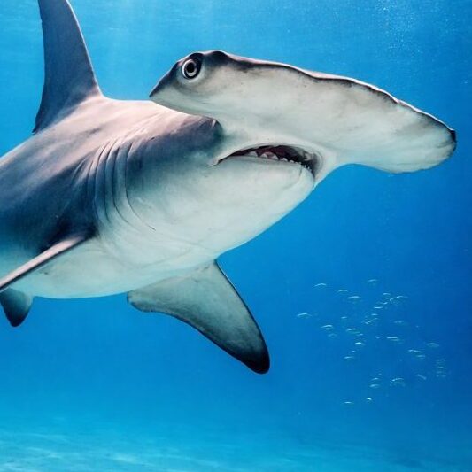 Gibt es Haie beim Tauchen? 1 Hammerhai e1769161293885 edited