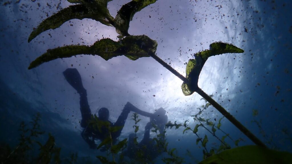 Mystic Plants Singlis