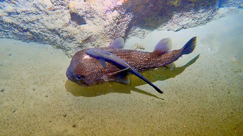 Tauchen in Phuket – Makro, Wracks & Steilwände erleben 9 Langstachel-Igelfisch (Diodon hystrix), mit Schiffshalter (Echeneis naucrates)