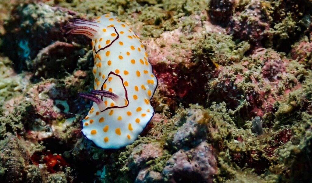 Tauchen in Phuket – Makro, Wracks & Steilwände erleben 7 Nacktschnecke (Chromodoris / Goniobranchus)