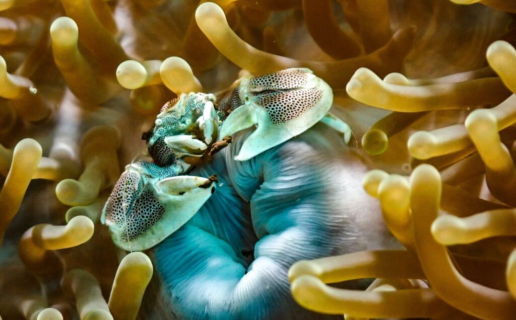 Tauchen in Phuket – Makro, Wracks & Steilwände erleben 6 Porzellankrabbe in einer Anemone